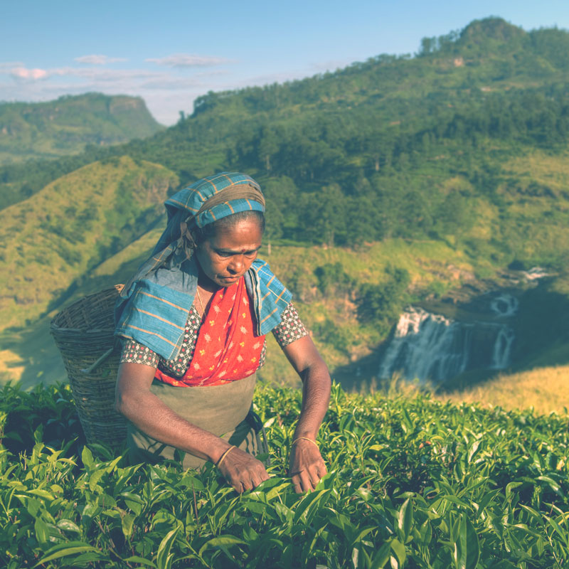 a tea women at tea garden